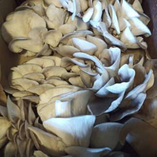 Blue Oyster Mushroom Cluster