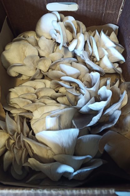 Blue Oyster Mushroom Cluster