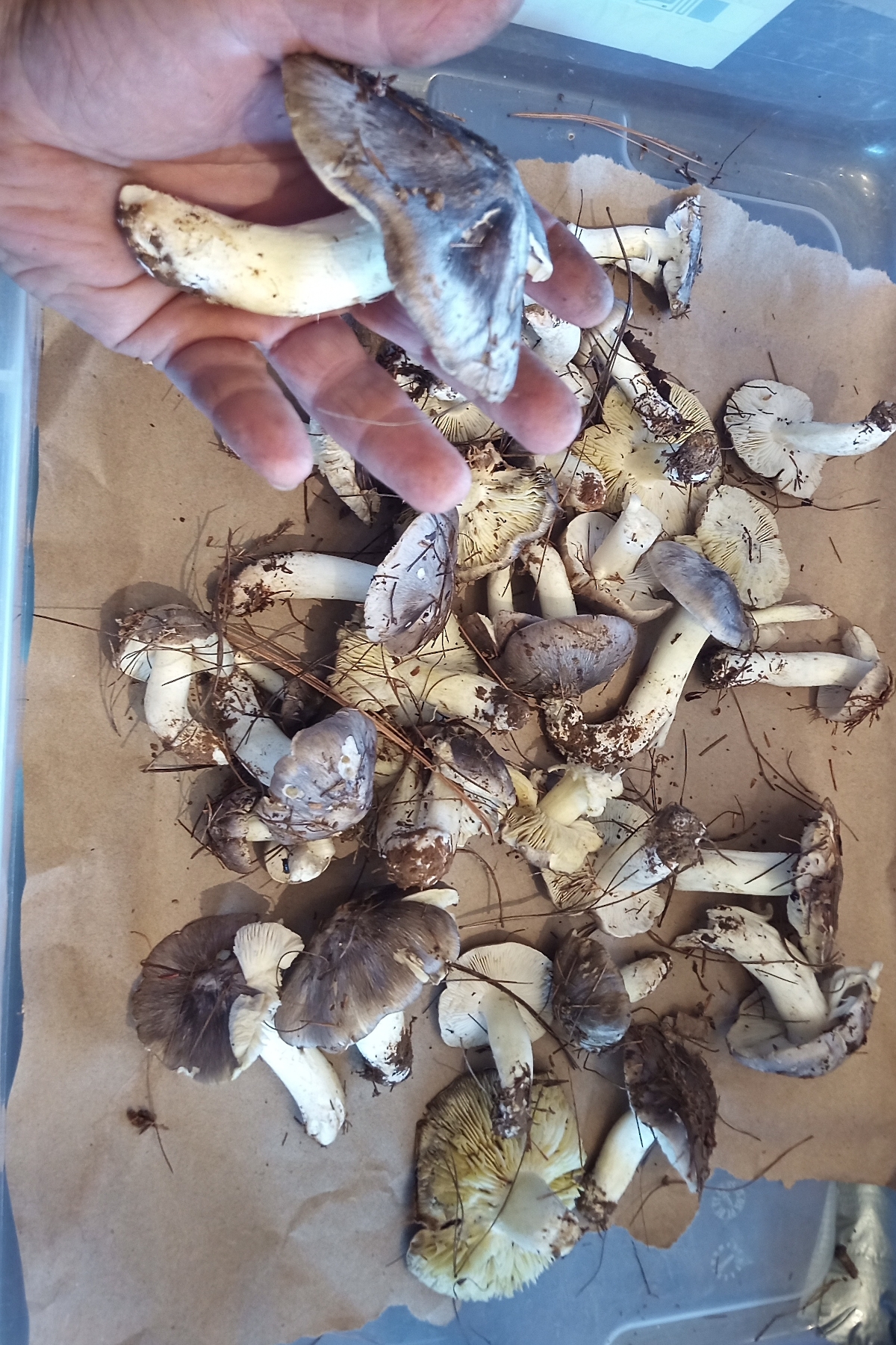 Charbonnier Mushrooms