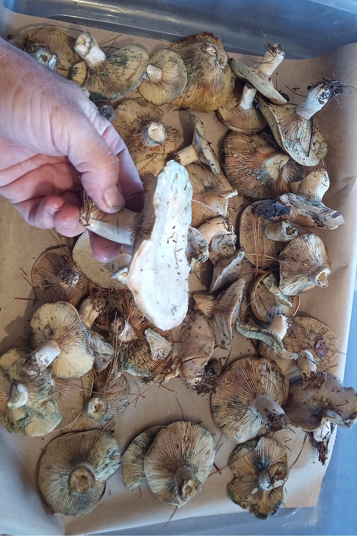 Wild Saffron Milky Mushrooms