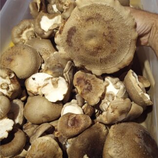 Shiitake Mushrooms
