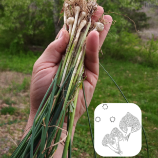 Wild Crow Garlic