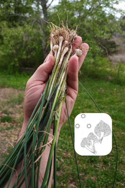 Wild Crow Garlic