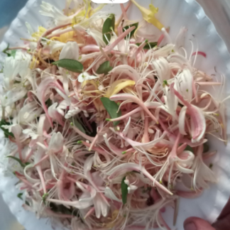 Honeysuckle Flowers