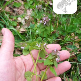 Wild Purple Dead Nettle