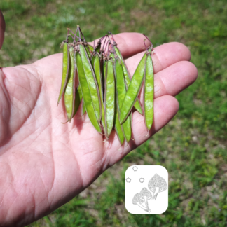 Redbud Pods