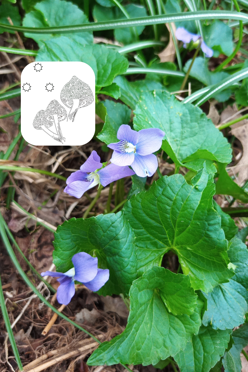 Wild Violets