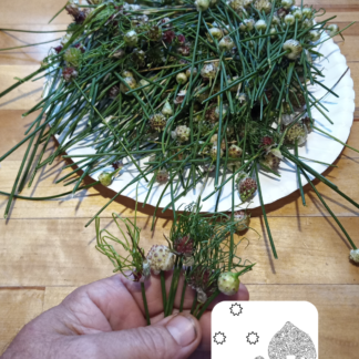 Wild Crow Garlic Scapes
