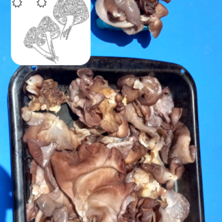 Wood Ear
