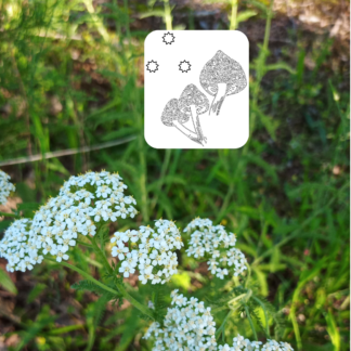 Wild Yarrow Flowers
