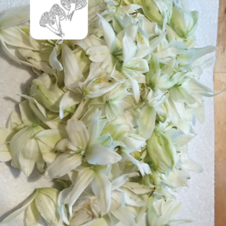 Yucca Blooms
