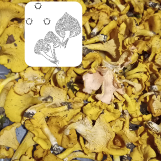 Apricot Chanterelle