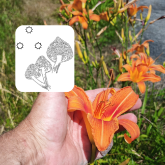 Tiger Day Lily Flowers