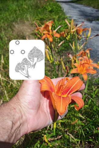 Tiger Day Lily Flowers