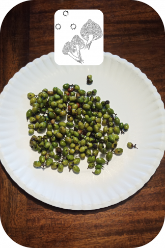 Green Appalachian Allspice