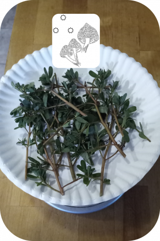 Wild Purslane