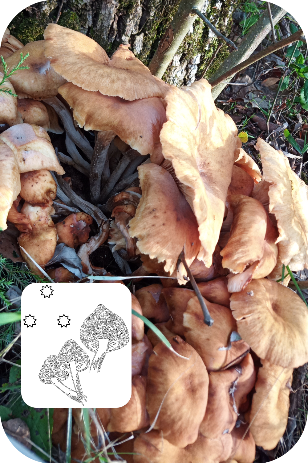 Ringless Honey Mushrooms